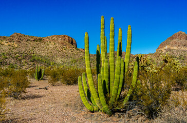 Group of large cacti against a blue sky (Stenocereus thurberi) and Carnegiea gigantea. Organ pipe...