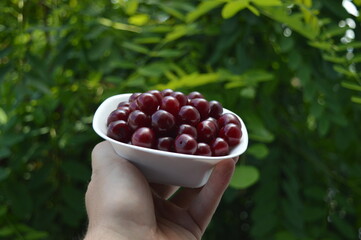 Freshly picked sour cherries in a white bowl in a man's hand