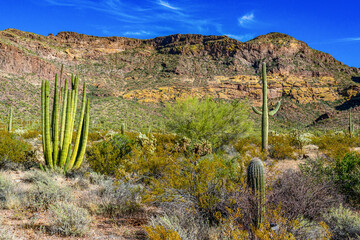 Organ pipe national park, Group of large cacti against a blue sky (Stenocereus thurberi) and...