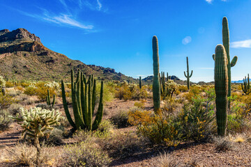Organ pipe national park, Group of large cacti against a blue sky (Stenocereus thurberi) and...