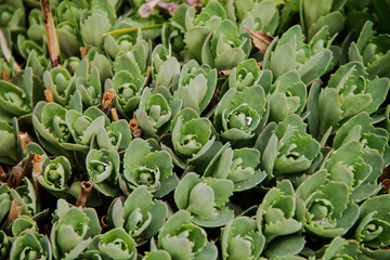 landscape design of plants for an alpine slide