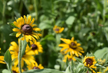 Black eyed Susan Perennial Wildflower blooming