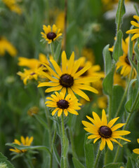 Black eyed Susan Perennial Wildflower blooming