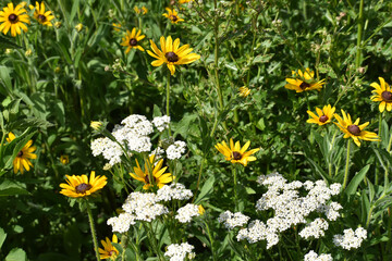 Blooming Black eyed Susan and Common Yarrow Perennials Wildflowers