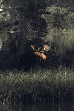 Moose at Wooded Lake