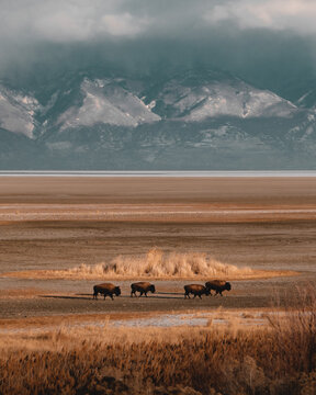 Bison Herd on Lake Bed