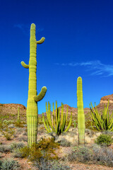 Organ pipe national park, Group of large cacti against a blue sky (Stenocereus thurberi) and...