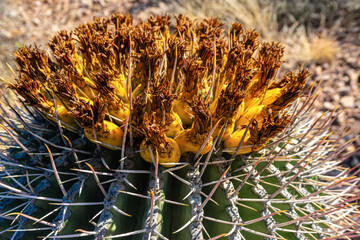 (Ferocactus wislizeni) Yellow fruits with cactus seeds in Arizona barrel cactus, fishhook barrel,...