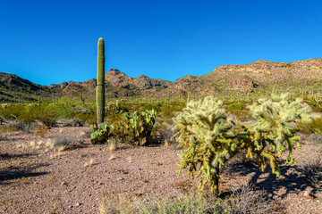 Desert landscape with cacti, in the foreground fruits with cactus seeds, Cylindropuntia sp. in a...