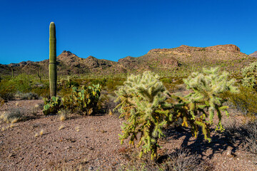 Desert landscape with cacti, in the foreground fruits with cactus seeds, Cylindropuntia sp. in a...