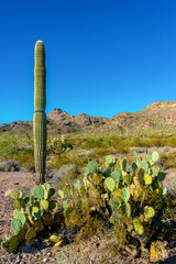 Desert landscape with cacti, Opuntia sp. and Carnegiea gigantea in a Organ Pipe Cactus National...