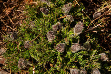 the first flowers of the plant are shot in early spring