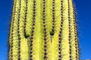 Fragment of a thick corky thorny stem of a Saguaro cactus (Carnegiea gigantea), Arizona USA