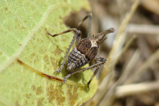 Bug (Almana longipes)