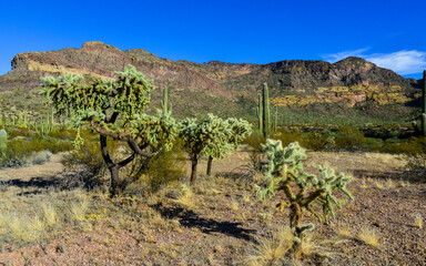 Desert landscape with cacti, in the foreground fruits with cactus seeds, Cylindropuntia sp. in a...