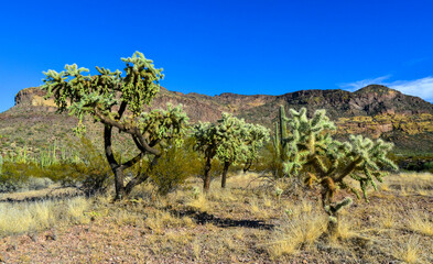 Desert landscape with cacti, in the foreground fruits with cactus seeds, Cylindropuntia sp. in a...