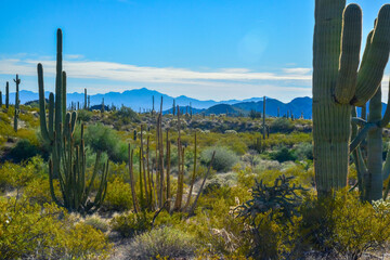 Fototapeta premium Arizona, Organ pipe national park, Group of large cacti against a blue sky (Stenocereus thurberi) and Carnegiea gigantea