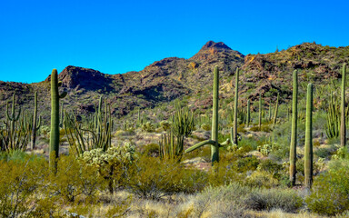 Desert landscape with cacti, in the foreground fruits with cactus seeds, Cylindropuntia sp. in a...