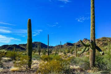Group of large cacti against a blue sky (Stenocereus thurberi) and Carnegiea gigantea. Organ pipe...