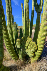 Cristate form Three Giant Saguaros (Carnegiea gigantea) at Hewitt Canyon near Phoenix. Organ Pipe...