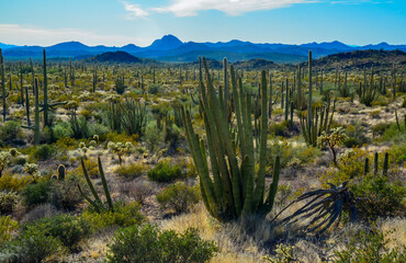 Organ pipe national park, Group of large cacti against a blue sky (Stenocereus thurberi) and...