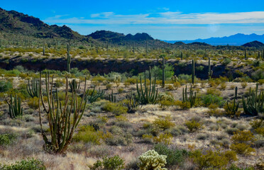 Organ pipe national park, Group of large cacti against a blue sky (Stenocereus thurberi) and...