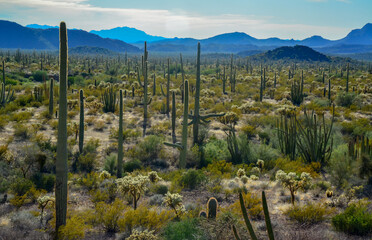 Organ pipe national park, Group of large cacti against a blue sky (Stenocereus thurberi) and...