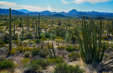Organ pipe national park, Group of large cacti against a blue sky (Stenocereus thurberi) and...