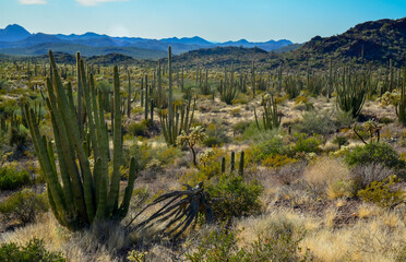 Organ pipe national park, Group of large cacti against a blue sky (Stenocereus thurberi) and...