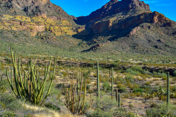 Organ pipe national park, Group of large cacti against a blue sky (Stenocereus thurberi) and...