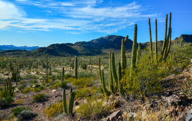 Fototapeta na wymiar Organ pipe national park, Group of large cacti against a blue sky (Stenocereus thurberi) and Carnegiea gigantea, Arizona