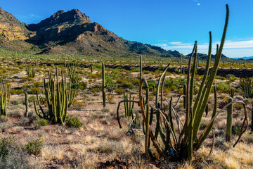 Organ pipe national park, Group of large cacti against a blue sky (Stenocereus thurberi) and...