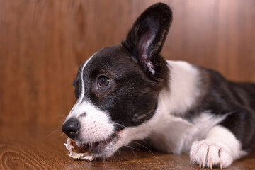Cute puppy Welsh corgi pembroke with bone. Pets. A thoroughbred dog