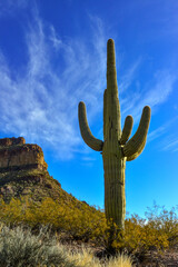 Giant cactus Saguaro cactus (Carnegiea gigantea) against the blue sky and clouds, Arizona USA