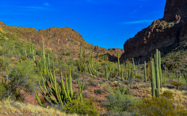 Organ pipe national park, Group of large cacti against a blue sky (Stenocereus thurberi) and Carnegiea gigantea, Arizona