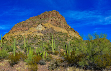 Organ pipe national park, Group of large cacti against a blue sky (Stenocereus thurberi) and Carnegiea gigantea, Arizona