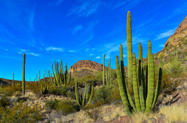 Organ pipe national park, Group of large cacti against a blue sky (Stenocereus thurberi) and...