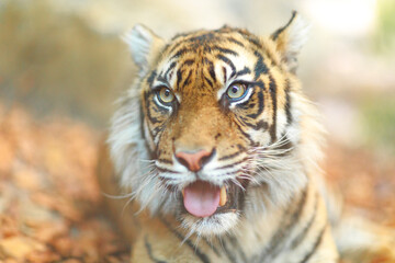 a coloured tiger portrait in a park