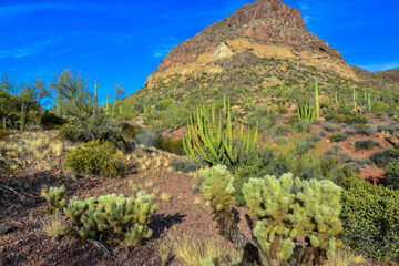 Desert landscape with cacti, Cylindropuntia sp. in a Organ Pipe Cactus National Monument, Arizona