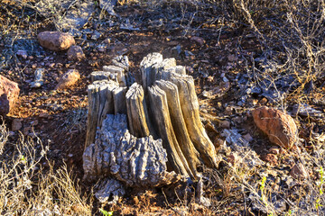 Arizona, Dead cactus wood Giant Saguaros (Carnegiea gigantea). Organ Pipe Cactus National Monument,...