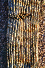 Fragment of a thick corky thorny stem of a Saguaro cactus (Carnegiea gigantea), Arizona USA