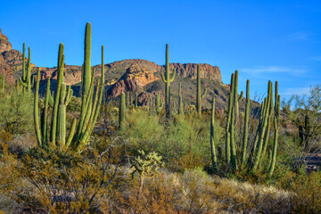 Group of large cacti against a blue sky (Stenocereus thurberi) and Carnegiea gigantea. Organ pipe...