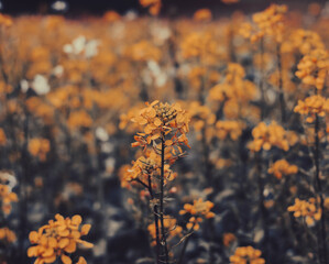 close up of an orange rapeseed flower. agriculture fields to make oil. agriculture background