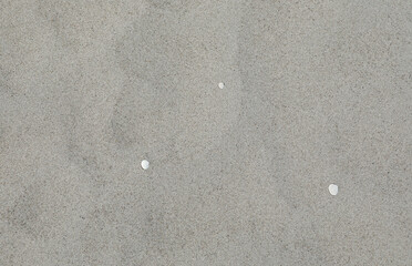 Three shells lying on a white sanded beach of Marielyst, Denmark
