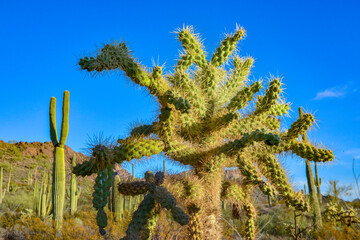 Desert landscape with cacti, in the foreground fruits with cactus seeds, Cylindropuntia sp. in a Organ Pipe Cactus National Monument, Arizona