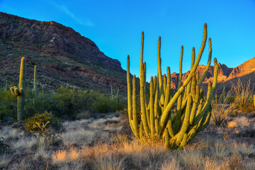 Group of large cacti against a blue sky (Stenocereus thurberi) and Carnegiea gigantea. Organ pipe national park, Arizona
