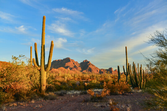 Arizona desert landscape, giant cacti Saguaro cactus (Carnegiea gigantea) against the blue sky, USA © Oleg Kovtun