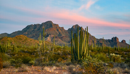 Group of large cacti against a blue sky (Stenocereus thurberi) and Carnegiea gigantea. Organ pipe...