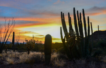 Giant Saguaros (Carnegiea gigantea) against the background of red clouds in the evening at sunset. Organ Pipe Cactus National Monument, Arizona