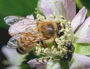 bee on a flower